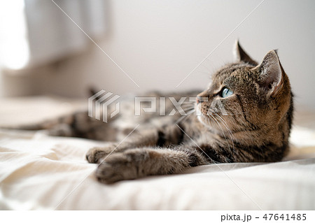 ほのぼの猫2 ほのぼの猫2 47641485