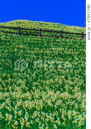 のもざき水仙まつり　【長崎県長崎市野母崎町】 47641586