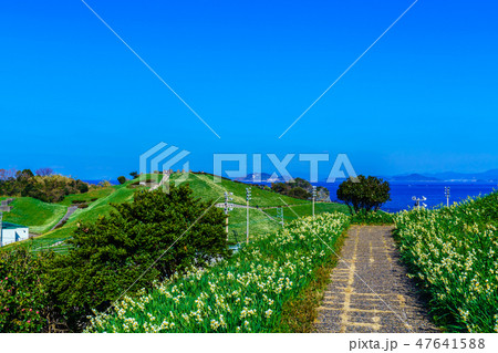 のもざき水仙まつり　【長崎県長崎市野母崎町】 47641588