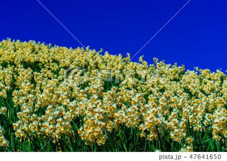 のもざき水仙まつり　【長崎県長崎市野母崎町】 47641650