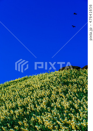 のもざき水仙まつり 【長崎県長崎市野母崎町】 のもざき水仙まつり 【長崎県長崎市野母崎町】 47641656