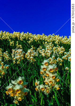 のもざき水仙まつり　【長崎県長崎市野母崎町】 47641663