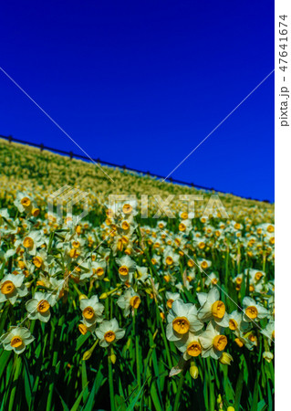 のもざき水仙まつり 【長崎県長崎市野母崎町】 のもざき水仙まつり 【長崎県長崎市野母崎町】 47641674