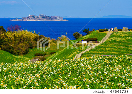 のもざき水仙まつり 軍艦島を望む 【長崎県長崎市野母崎町】 のもざき水仙まつり 軍艦島を望む 【長崎県長崎市野母崎町】 47641783