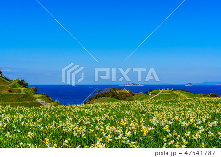 のもざき水仙まつり 軍艦島を望む 【長崎県長崎市野母崎町】 のもざき水仙まつり 軍艦島を望む 【長崎県長崎市野母崎町】 47641787