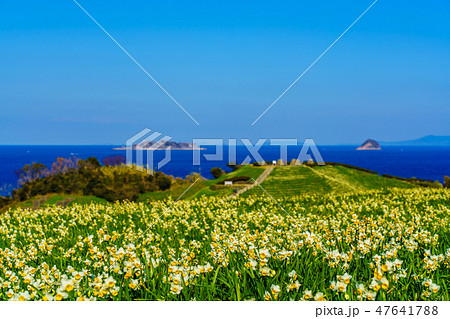のもざき水仙まつり 軍艦島を望む 【長崎県長崎市野母崎町】 のもざき水仙まつり 軍艦島を望む 【長崎県長崎市野母崎町】 47641788