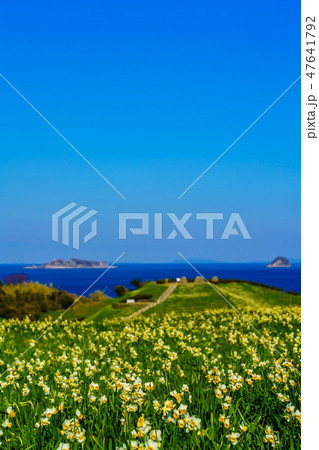 のもざき水仙まつり 軍艦島を望む 【長崎県長崎市野母崎町】 のもざき水仙まつり 軍艦島を望む 【長崎県長崎市野母崎町】 47641792