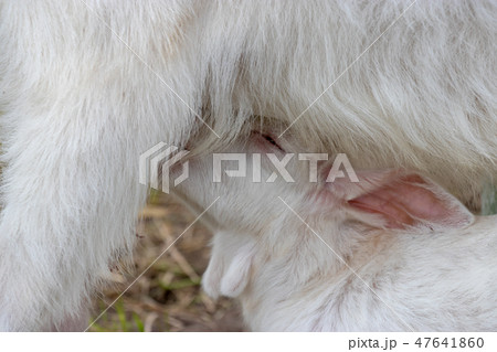 ヤギの赤ちゃん 千葉県夷隅郡大多喜町 ヤギの赤ちゃん 千葉県夷隅郡大多喜町 47641860