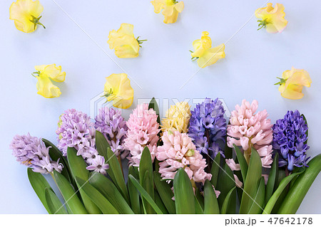 ヒヤシンス ヒヤシンス 47642178