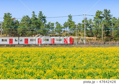 春景色 JR筑肥線と菜の花畑 福岡 糸島の景色 春景色 JR筑肥線と菜の花畑 福岡 糸島の景色 47642426
