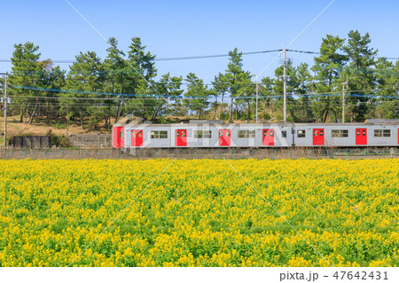 春景色 JR筑肥線と菜の花畑 福岡 糸島の景色 春景色 JR筑肥線と菜の花畑 福岡 糸島の景色 47642431