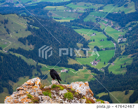 崖に止まる鳥とスイスの風景 崖に止まる鳥とスイスの風景 47642467