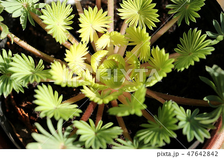オキザリスの新芽 オキザリスの新芽 47642842