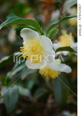 514 茶の花 514 茶の花 47642867