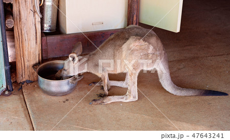 A Tame Kangaroo Drinking From A Water Bowl A Tame Kangaroo Drinking From A Water Bowl 47643241
