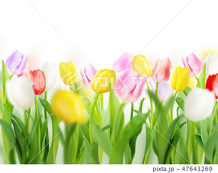 春 背景 白 チューリップのイラスト素材
