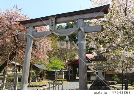 春日神社の黒田百年桜 春日神社の黒田百年桜 47643868