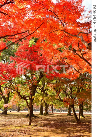 秋の代々木公園 秋の代々木公園 47644093