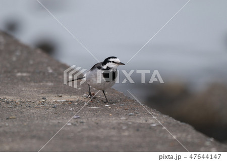 ハクセキレイ 47644147