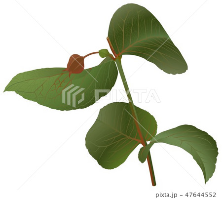Eucalyptus Plant 47644552