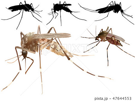 Mosquito Set 47644553
