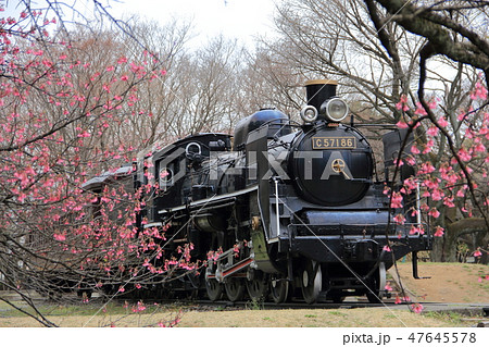 小金井公園 蒸気機関車 小金井公園 蒸気機関車 47645578