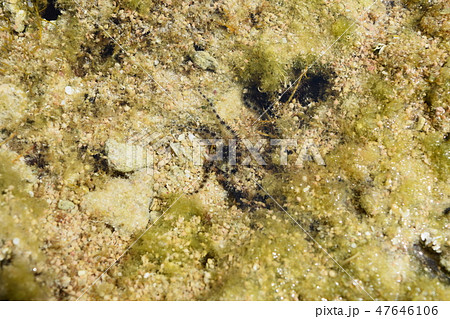 クモヒトデ クモヒトデ 47646106