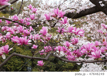 木蓮の花と桜の写真素材