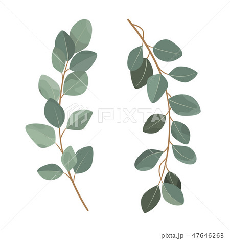 Set of eucalyptus branches isolated on white background. 47646263