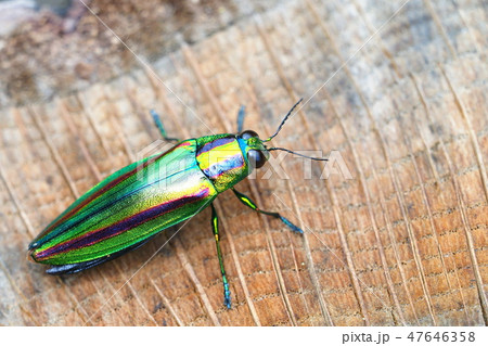 ヤマトタマムシ 47646358