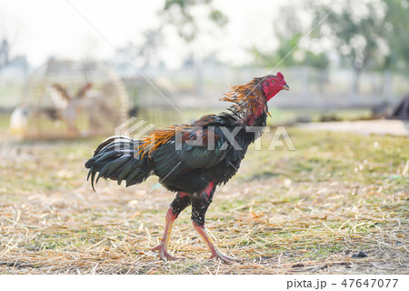 Thai fighter rooster walking in the field Thai fighter rooster walking in the field 47647077
