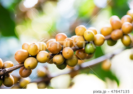Ripe coffee berries fruit in organic field Ripe coffee berries fruit in organic field 47647135