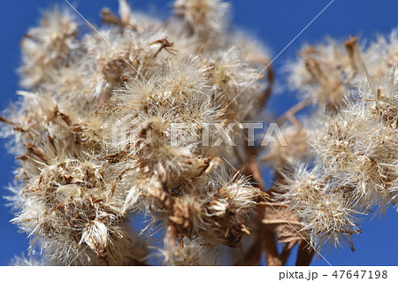 枯れた背高泡立草の綿毛 47647198