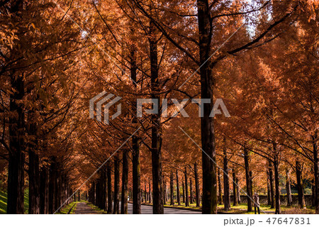 メタセコイア並木の紅葉 メタセコイア並木の紅葉 47647831