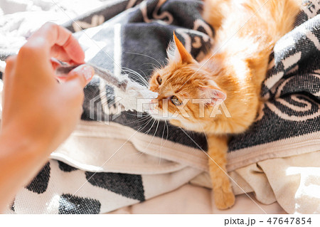 Cute ginger cat is playing with toy mouse. 47647854