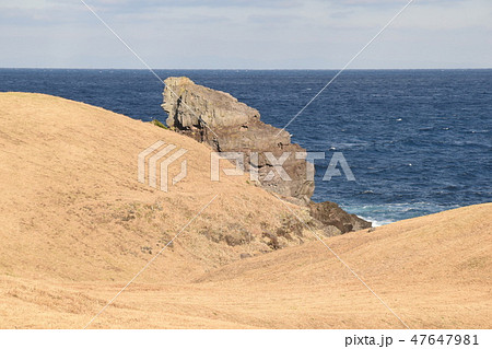 ゴリラの微笑み 47647981