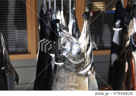 道の駅で見かけた新巻き鮭 47648828