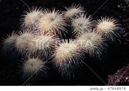 アザラシ 47648978