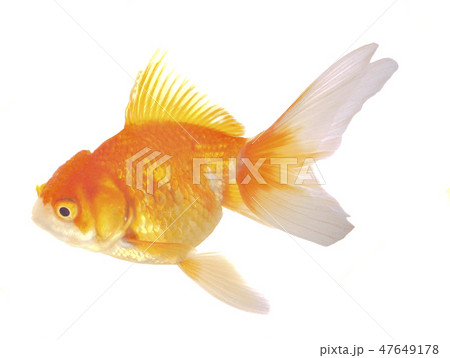Goldfish on White Background Goldfish on White Background 47649178