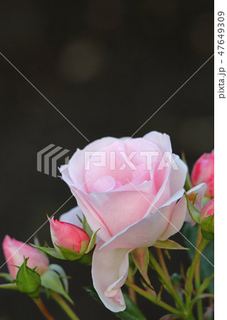 淡いピンクが素敵なバラ 47649309