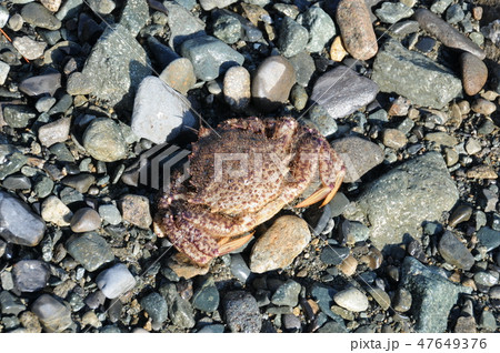 浜の駅で買った栗蟹 47649376