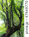 大山古代樹木 47649770