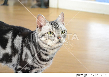 ペットフードを狙う猫(アメリカンショートヘア) ペットフードを狙う猫(アメリカンショートヘア) 47649786