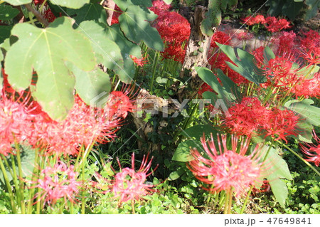 曼珠沙華とイチジクの葉 曼珠沙華とイチジクの葉 47649841