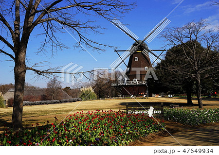 1月 ふなばしアンデルセン公園04風車とアイスチューリップ 1月 ふなばしアンデルセン公園04風車とアイスチューリップ 47649934