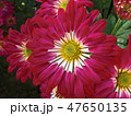菊の花 47650135