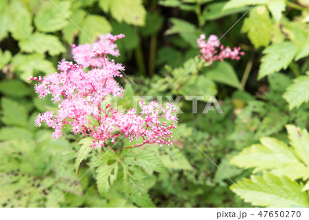 伊吹山のセイヨウナツユキソウ 47650270