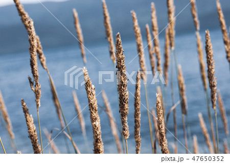 Phragmites on pale blue water background Phragmites on pale blue water background 47650352