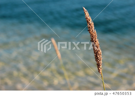 Closeup of single phragmite stem in blue water 47650353
