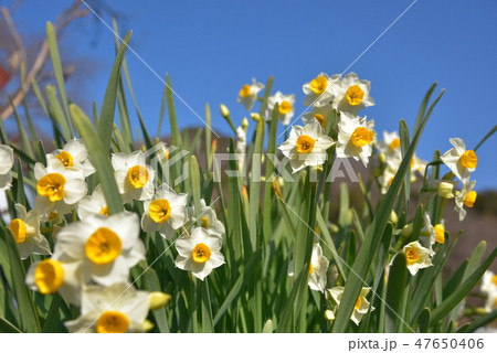 スイセンと青空　ニホンスイセン 47650406